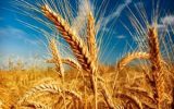 آخرین خبر از نرخ خرید تضمینی محصولات کشاورزی برای سال زراعی جدید ؟
