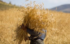 اصلاح نرخ خرید تضمینی گندم بکجا رسید؟ اصلاح نرخ خرید تضمینی گندم بکجا رسید؟