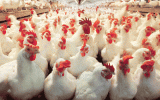 زیان ۶۰۰ میلیاردی مرغداران در یک ماه! / دپوی مرغ در مرغداری ها