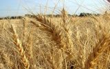 اگر قیمت گندم ۳۲۰۰ تومان شد کشاورز از کشت انصراف می دهد! / قیمت گندم کمتر از ۴۵۰۰ تومان نشود