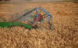 قیمت خرید گندم باید ۶ هزار تومان باشد / قیمت ۴ هزار تومانی گندم ظلم آشکار دولت به کشاورز است