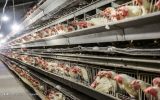 صنعت مرغداری در معرض خطر است / نهاده به میزان کافی به مرغدار نمی دهند / عرضه مرغ با نرخ‌های فعلی در بازار بی انصافی است / مسئولان دولتی در خصوص مرغ واقعیت‌ را بیان نمی‌کنند