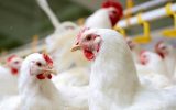 قیمت مرغ ۱۰ روز دیگر کاهش می یابد / تا رسیدن به قیمت مصوب مرغ، بدون وقفه توزیع مرغ را ادامه می دهیم