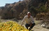 گفتگو با رئیس نظام صنفی کشاورزی جنوب کرمان