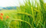 شورای تعیین قیمت محصولات کشاورزی هفته آینده تشکیل می شود / قیمت گندم از نظر ما ۴۸۰۰ تومان است