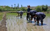 اعمال محدودیت در کشت برنج به استان‌ها سپرده می‌شود