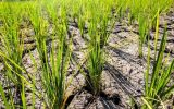 تکلیف کشت برنج در خشکسالی بی‌سابقه چه می‌شود؟
