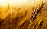 قیمت خرید گندم باید بیش از ۷۰۰۰ تومان اعلام می‌شد / گندم رکن اصلی کشاورزی است
