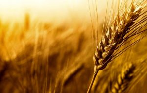 قیمت خرید گندم باید بیش از ۷۰۰۰ تومان اعلام میشد / گندم رکن اصلی کشاورزی است قیمت خرید گندم باید بیش از ۷۰۰۰ تومان اعلام میشد / گندم رکن اصلی کشاورزی است