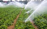 تهران در راندمان مصرف آب کشاورزی اول شد