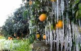 هشدار خسارت به محصولات کشاورزی / کاهش دمای زیر صفر در ۱۱ استان