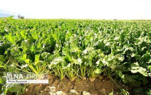 نارضایتی کشاورزان از نرخ خرید تضمینی چغندرقند / مجری طرح چغندرقند: نرخ اعلام شده مورد تایید ما نیست / بدنبال افزایش عملکرد در واحد سطح هستیم نارضایتی کشاورزان از نرخ خرید تضمینی چغندرقند / مجری طرح چغندرقند: نرخ اعلام شده مورد تایید ما نیست / بدنبال افزایش عملکرد در واحد سطح هستیم