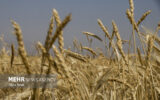 قیمت گندم امروز اعلام می شود / حداکثر ۱۳۵۰۰ تومان