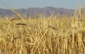 قیمت گندم حداقل باید ۱۸ هزار تومان شود / نرخ ۱۳ هزار تومانی گندم غیرمنصفانه است / کشاورز رغبتی برای تولید ندارد