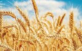 چرا گندمکار آخرین دانه گندم را هم به سیلوی دولتی تحویل داد