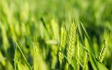 میزان باقی‌مانده سموم در محصولات کشاورزی ارزیابی می‌شود