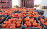 عوارض صادرات گوجه فرنگی ۵۵ درصد اعلام شد