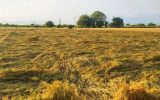 میزان خسارت مزارع گندم ناشی از سیل استان‌های جنوبی بزودی اعلام می‌شود