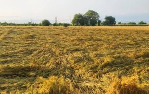 میزان خسارت مزارع گندم ناشی از سیل استان‌های جنوبی بزودی اعلام می‌شود