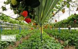 اجرای طرح سایبان در گلخانه / متقاضیان به مدیریت باغبانی جهاد کشاورزی مراجعه کنند