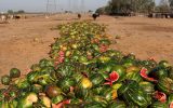 سهم قابل‌توجه ایران در هدررفت محصولات غذایی