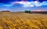 قیمت خرید تضمینی گندم اصلاح می‌شود؟