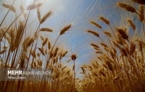 ضربالاجل ۴۸ ساعته مجلس برای پرداخت مطالبات گندمکاران ضربالاجل ۴۸ ساعته مجلس برای پرداخت مطالبات گندمکاران