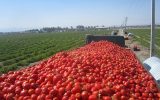 ضرورت سرمایهگذاری در بخش کشاورزی ضرورت سرمایهگذاری در بخش کشاورزی
