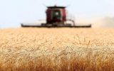 قیمت منطقی خرید گندم بالای ۲۹ هزار تومان است / کشاورزان با قطعی ۱۰ ساعته برق در شبانه روز مواجهند
