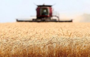 قیمت منطقی خرید گندم بالای ۲۹ هزار تومان است / کشاورزان با قطعی ۱۰ ساعته برق در شبانه روز مواجهند قیمت منطقی خرید گندم بالای ۲۹ هزار تومان است / کشاورزان با قطعی ۱۰ ساعته برق در شبانه روز مواجهند