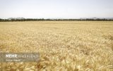 نمایندگان گندم‌کاران و دولت در تعیین قیمت گندم به توافق نرسیدند
