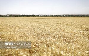 در خرید تضمینی گندم از پارسال جلوتریم