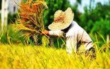 کشت برنج در سال آبی جدید محدود می‌شود / در تلاش برای افزایش سطح زیر کشت هندوانه دیم هستیم