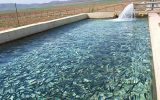 حمایت از بانوان روستایی و عشایر در پرورش صدف و ماهی