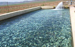حمایت از بانوان روستایی و عشایر در پرورش صدف و ماهی