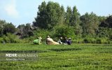 راهکاری قانونی برای تثبیت مالکیت زمین‌های کشاورزی