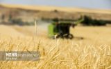 جلسات شورای قیمت‌گذاری گندم، بدون نتیجه در حال تکرار است! / اعضای شورا بر سر قیمت گندم به توافق نرسیدند / نمایندگان دولت، نگاه درستی به موضوع گندم ندارند