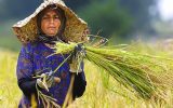 تحول اقتصاد محلی با ایجاد ۳۲ زنجیره ارزش کسب و کار کشاورزی زنان روستایی
