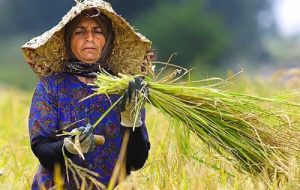تحول اقتصاد محلی با ایجاد ۳۲ زنجیره ارزش کسب و کار کشاورزی زنان روستایی