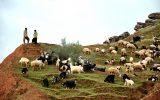 ارائه خدمات برای ارتقاء تولیدات عشایری