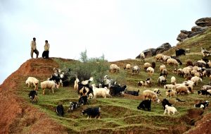 ارائه خدمات برای ارتقاء تولیدات عشایری