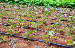 سهم واقعی بخش کشاورزی از آب مصرفی، بیش از ۵۰ درصد نیست