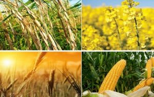 تعیین تکلیف قیمت گذاری محصولات کشاورزی به کجا رسید؟