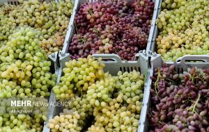 حذف ۵ محصول کشاورزی از لیست محصولات آب‌بر صادراتی