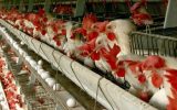 در تولید مرغ و تخم مرغ مشکلی نداریم