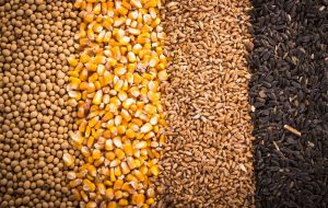 نهاده‌ دامی کشور تا پایان سال تامین است