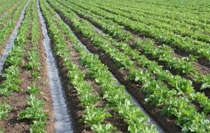 ۳ فعالیت گردشگری مشمول تغییر کاربری مجاز در اراضی کشاورزی شد