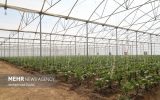 محصولات گلخانه‌ای پایش و ۷ محصول زراعی شناسنامه‌دار می‌شوند