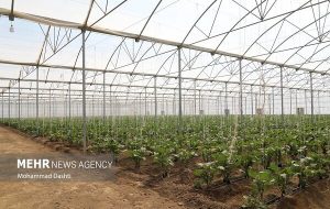 محصولات گلخانه‌ای پایش و ۷ محصول زراعی شناسنامه‌دار می‌شوند