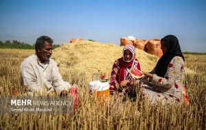 هشدار به گندمکاران